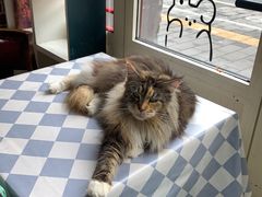 -猫小院猫主题餐厅(南锣旗舰店)