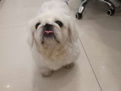 -汪小喵宠物·戴维斯乐芳希施宠馨宝皮毛调理洗护店
