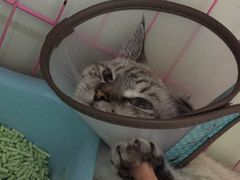 -瑞鹏宠物医院·骨科·猫科·内科(第一中心)