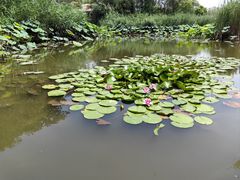 -微山湖红荷湿地景区