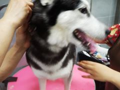 -宠福鑫康馨动物医院·骨科·眼科