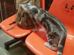 -猫咪博物馆(顶澳仔猫街店)