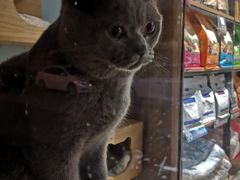 -小呆的宠物店·宠物售卖·宠物寄养(城西店)