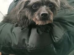 -宠福鑫康馨动物医院·骨科·眼科