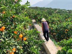 奉节脐橙-双福水果批发市场