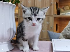 -喵百万·布偶·蓝金金渐层英短·猫舍(百子湾店)
