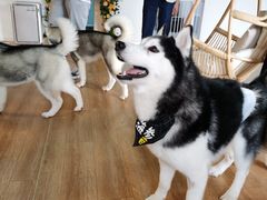 -Husky Go! 哈士奇体验馆·宠物咖啡厅狗咖