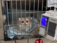 -半岛宠物医院24小时(科华中路店)