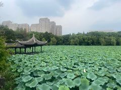 -高子水居