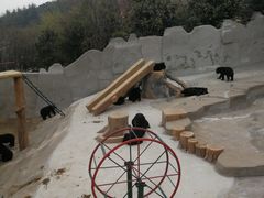 -东方熊牧场