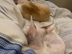 -山宅一喵德文卷毛猫舍
