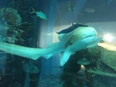 -乐从天佑城海洋馆