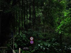 -深圳仙湖植物园