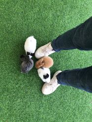 -萌宠亲子动物乐园(槐房万达店)