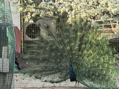 -丽泽山庄·生态怀柔菜·虹鳟鱼(红螺寺店)