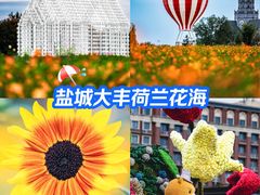 -荷兰花海