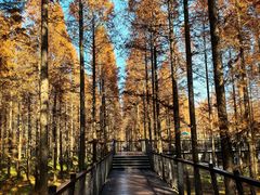 -黄海国家森林公园