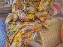 -豆柴町-柴犬主题狗咖(红鼎国际C座店)