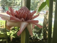 -中国科学院西双版纳热带植物园