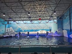 -秦皇岛乐岛海洋王国