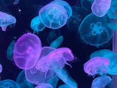-欢乐海岸海洋奇梦馆