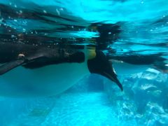 -帝企鹅自助餐厅•儿童岛•真企鹅(长隆企鹅酒店)