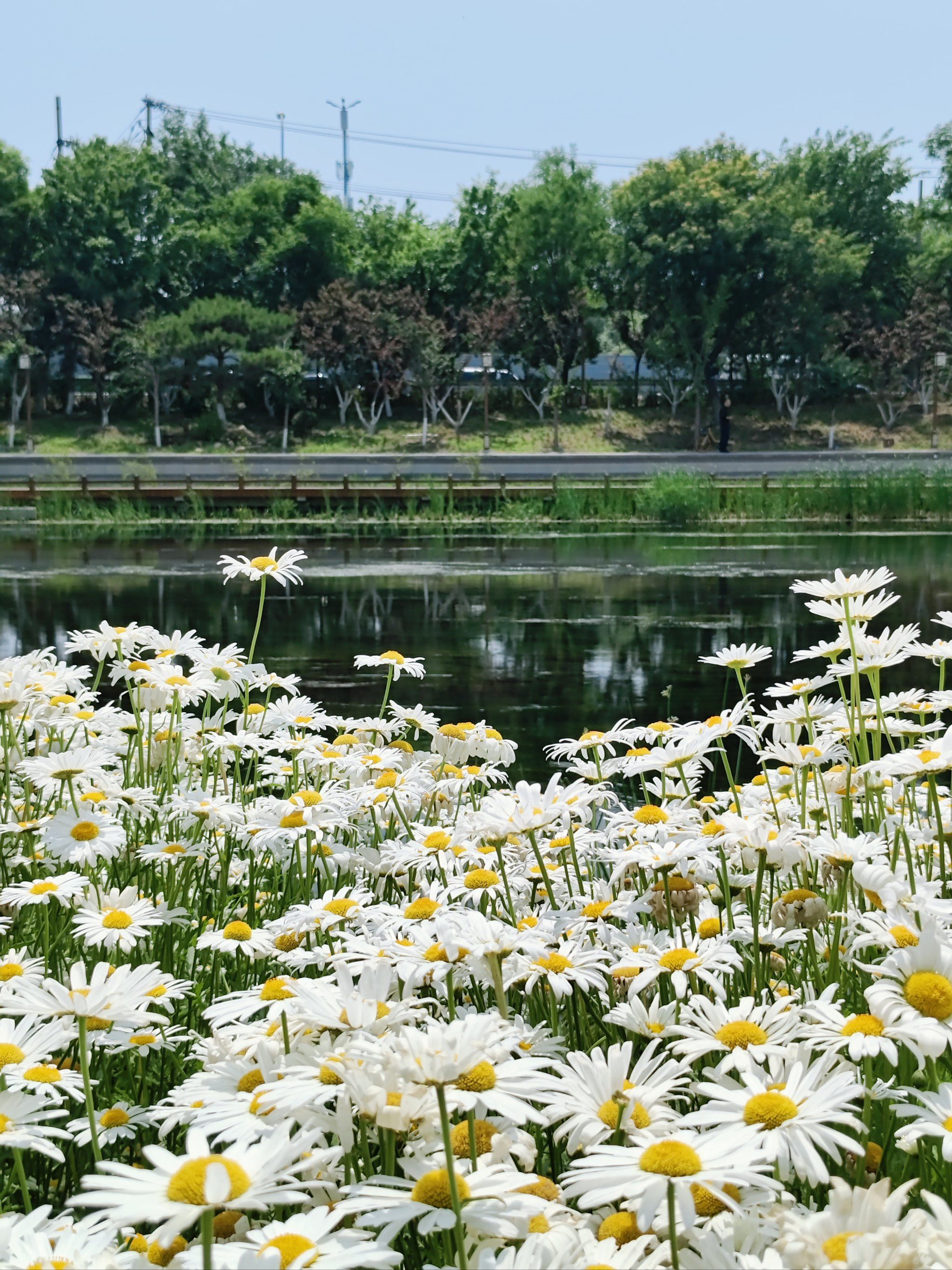 小雏菊?美就完事儿