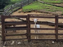 -神户市立六甲山牧场