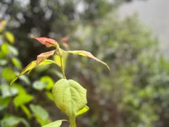 -广东天露山旅游度假区