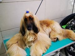 -北京观赏动物医院·24小时大型综合·猫专科·异宠专科