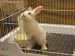 -猫猫幼稚园·撸猫·桌游·电玩