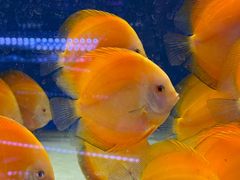 -青石桥花鸟鱼虫市场(叠翠城店)