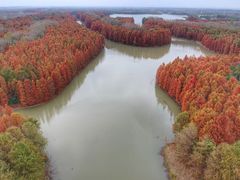 -上海海湾国家森林公园