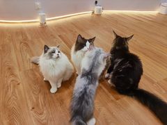 -COLOR PETS 撸猫馆·购猫·猫咖(长风大悦城店)
