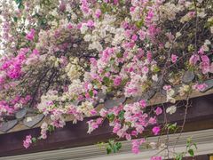 -深圳国际园林花卉博览园