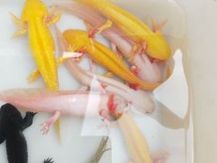 -哈尔滨道外花鸟鱼市场