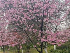 -南山植物园