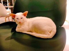 -飞行喵MR PILOT|猫舍·猫咖(静安大融城店)