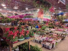 -双季花艺园艺市场(浦东店)