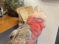 -吉丁鸟咖·异宠·寄养