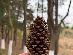 -合肥滨湖国家森林公园