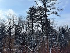 -长白山红松王滑雪场