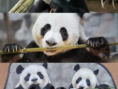 -栾川竹海野生动物园