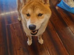 -豆柴町-柴犬主题狗咖(红鼎国际C座店)