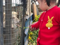 -小鱼草莓采摘园农家乐·小鱼餐厅
