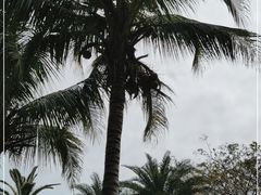 -海南鉴湖蓝湾高尔夫球会