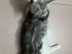 -lincat·猫舍(广州店)