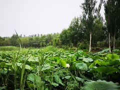 -东郊湿地公园