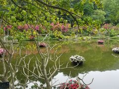 -深圳仙湖植物园