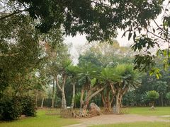 -中国科学院西双版纳热带植物园